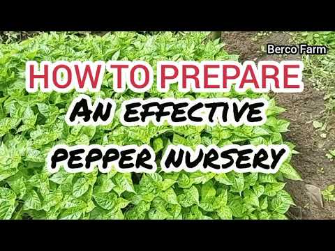 Видео: Эффективная подготовка рассадника перца