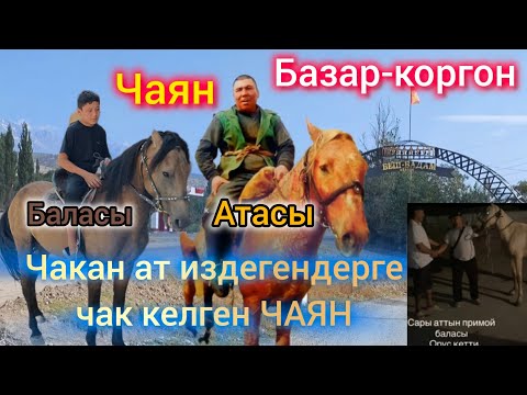 Видео: Чакан ат издегендерге чак келген ЧАЯН