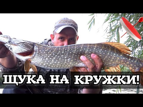 Видео: Схватила и сразу в коряги! Ловля ЩУКИ и ОКУНЯ на КРУЖКИ! #летниежерлицы