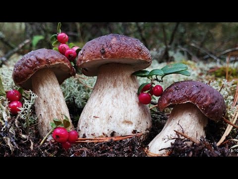 Видео: Гриби жовтня 2025 🍄‍🟫 | Пошук білих і польських у осінньому лісі🍄🍁 Грибне щастя серед осені Боровики