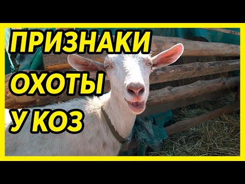 Видео: ОХОТА У КОЗ. ПРИЗНАКИ ОХОТЫ У КОЗ. Сухостойный и лактационный период.