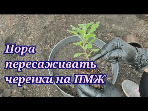 Видео: Хризантема мультифлора. Высадка  черенка в кашпо и грунт. Уход за хризантемой после пересадки!!!