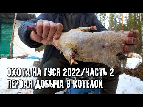 Видео: Охота на гуся 2022/Первые налеты/Что добыли, то и готовим/Часть 2