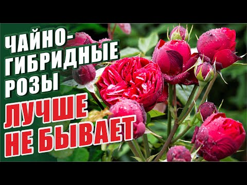 Видео: РОЗЫ. ЧАЙНО-ГИБРИДНЫЕ РОЗЫ - ЛУЧШЕ НЕ БЫВАЕТ! ОБЗОР ЧАЙНО-ГИБРИДНЫХ СОРТОВ РОЗ.