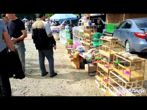 Видео: Ярмарка Кропоткин,28.05.23-питичий рынок!