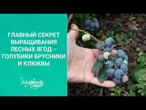 Видео: Голубика, брусника, и клюква из семян. Урожай вас удивит! Мы откроем вам главный секрет посадки!