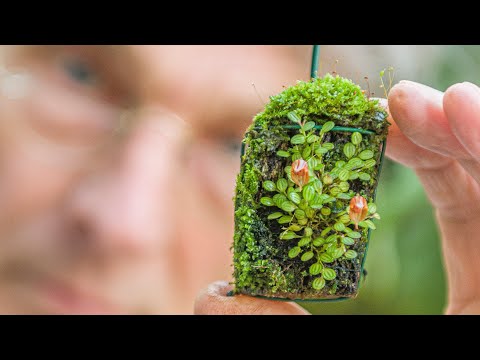 Видео: Эпизод 26 Миниатюрные орхидеи