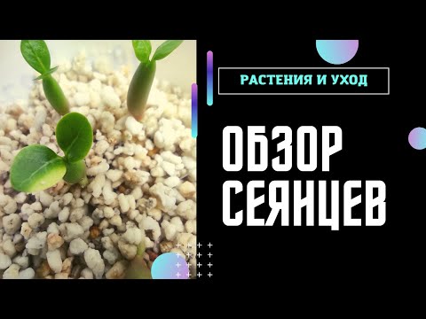 Видео: Сеянцам адениума 1,5 мес и ГРОУБОКС для адениумов #адениум #adenium