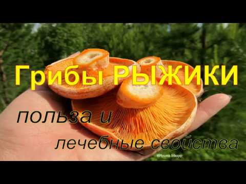 Видео: Грибы рыжики. Какие болезни лечат рыжики.