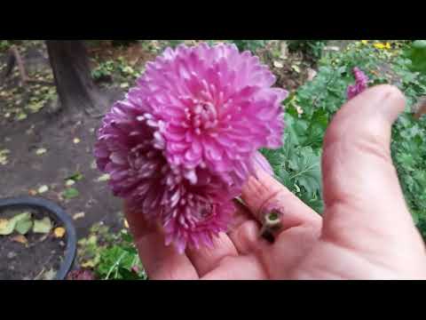 Видео: Небагато осiннiх квiтiв....