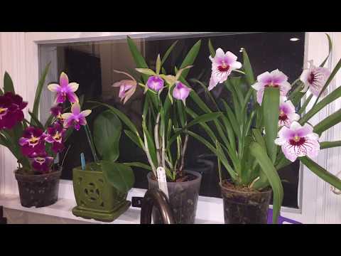 Видео: Про мильтониопсисы и нетолько . Орхоболталка или мысли вслух. «Моя орхидея погибла".