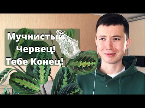 Видео: Мучнистый Червец » Как бороться? » Мой опыт