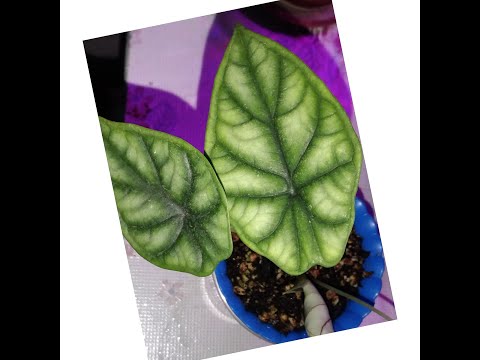 Видео: #204 От этого удобрения листья растут в 2 раза больше
