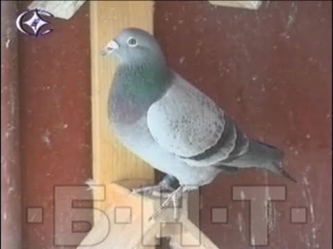 Видео: ДА ОТГЛЕЖДАШ СПОРТНИ ПОЩЕНСКИ ГЪЛЪБИ - ХОБИ ИЛИ СТРАСТ? (2003)