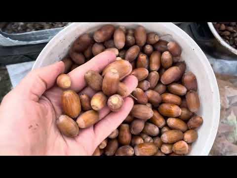 Видео: Готовим семена к посадке и стратификации