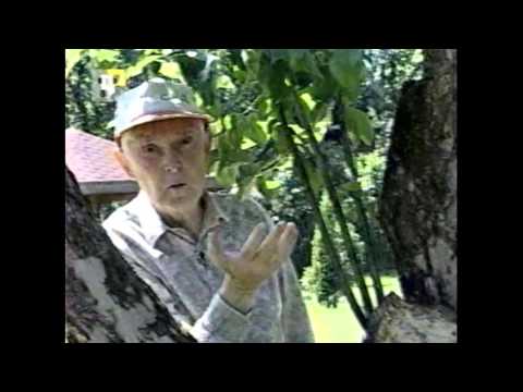 Видео: Наш сад  Вторая молодость яблони