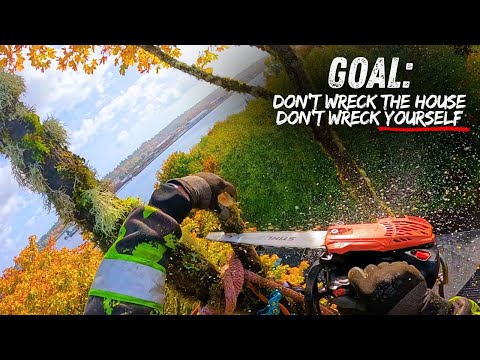 Видео: Вот почему лучшие специалисты по удалению деревьев умеют решать проблемы!