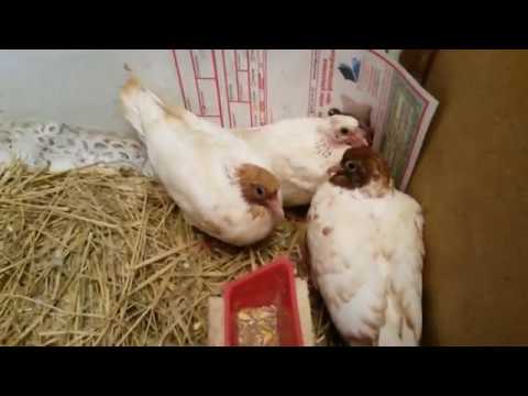 Видео: Самый легкий и быстрый способ выкармливания голубят вручную  Дополнение