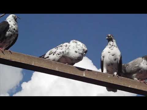 Видео: Голуби моего двора
