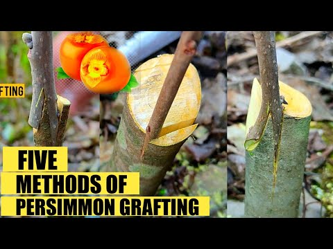 Видео: Как привить хурму | Прививка хурмы