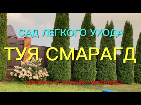 Видео: Обязательно посадите тую Смарагд. Красива, легка в уходе и я докажу Вам это.🌿🌿🌿