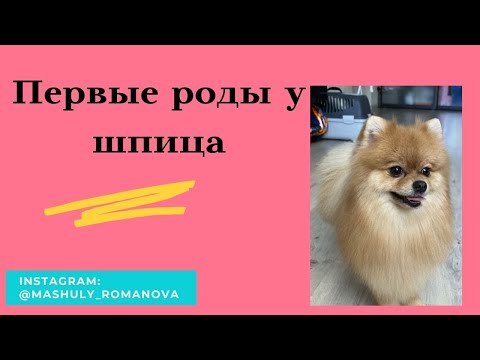Видео: Роды у шпица. Как подготовиться к родам