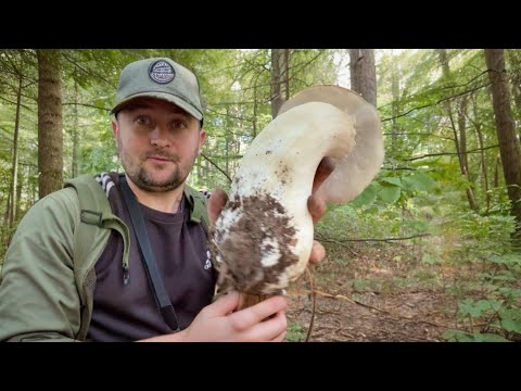 Видео: Сегодня я посетил молодой лес и здесь?!? повсюду растут гигантские грибы