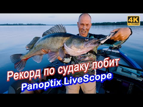 Видео: Супер рыбалка на судака. Новый рекорд с Panoptix LiveScope