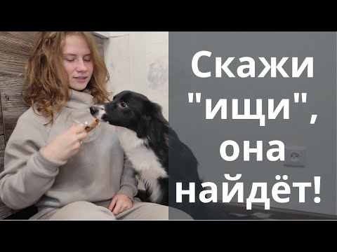 Видео: Собака ищет корицу и находит ее по запаху! Как подготовится к тесту по ноузворк? Дрессировка, Казань