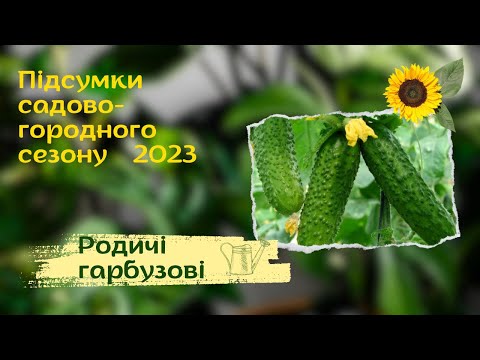 Видео: Які гібриди огірків були кращими у сезоні 2023. І не лише огірки...