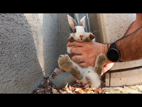 Видео: Маленький Кролик в большом городе.