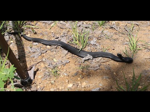 Видео: РАПОНОВО - заброшенный мир Кологривской деревни