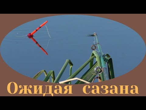 Видео: Карась или сазан, прикормка мед
