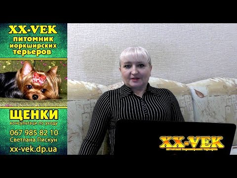 Видео: Всё о йоркширском терьере расскажет Светлана Пискун - ответы ч. 2