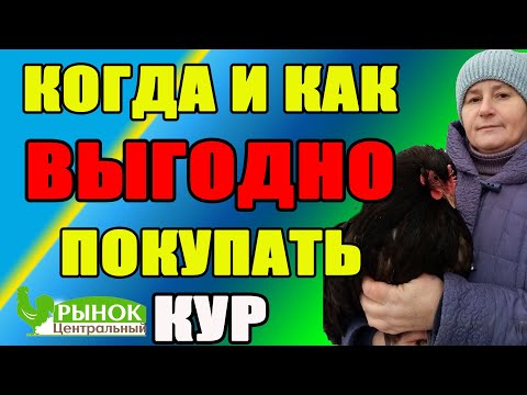 Видео: Когда и как ВЫГОДНО покупать кур. Мои СЕКРЕТЫ при покупке кур и цыплят.