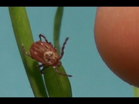 Видео: Энцефалитный клещ, больше не сможет сделать смертельный УКУС КЛЕЩА. Серия 2.