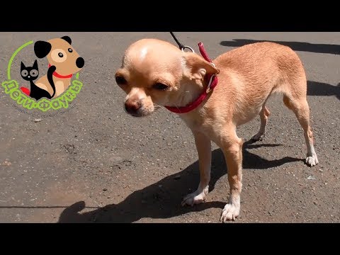 Видео: Чихуахуа слабые стороны породы