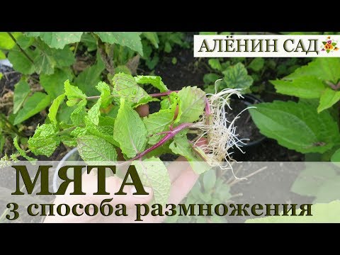 Видео: 3 способа размножения МЯТЫ / Типы размножения растений