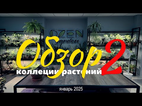 Видео: Обзор коллекции комнатных растений (2 часть) » Февраль 2025