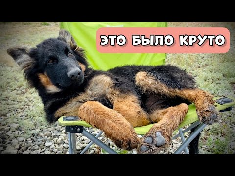 Видео: НЕВЕРОЯТНОЕ ПУТЕШЕСТВИЕ С ТРЕМЯ СОБАКАМИ