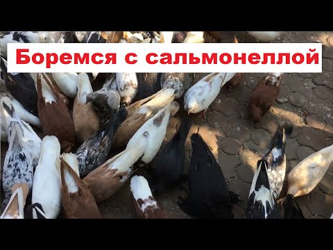 Видео: После пропаивания мед препаратами, через сколько погибает палочка сальмонеллы?