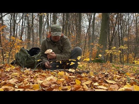 Видео: Дощ 🌧️ в листопаді то вже не в червні..білі гриби 🍄‍🟫 трудові гриби! Вітер 💨 дах зносить