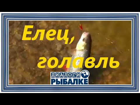 Видео: Диалоги о рыбалке -  066 / Город Елец. Голавль