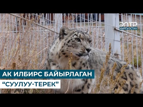 Видео: АК ИЛБИРС БАЙЫРЛАГАН “СУУЛУУ-ТЕРЕК”