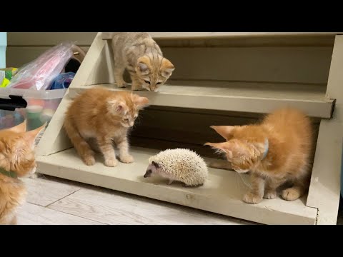 Видео: РЕАКЦИЯ БАРХАННЫХ КОТОВ И КОТЯТ МЕЙН-КУНА НА ЕЖА