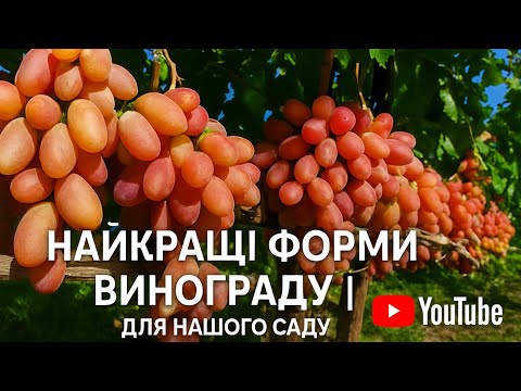 Видео: КРАЩІ ФОРМИ ВИНОГРАДУ ДЛЯ НАШОГО САДУ/ СМАЧНІ ТА ВРОЖАЙНІ СОРТИ 