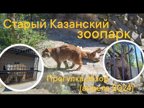 Видео: 🐻‍❄️🐒🐇Старый Казанский зоопарк🐻🦨🐢прогулка,апрель 2024☀️