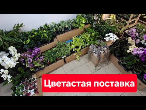 Видео: Большое поступление комнатных растений от 21.07.2025г. Фаленопсис, антуриум, эпипремнум, фикус и др.
