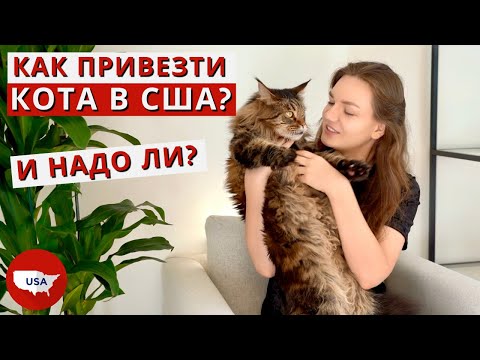 Видео: Переезд в Америку с котом. Как перевезти животное в США? Нужно ли брать кота в Америку?