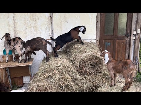 Видео: Сколько мои козы 🐐дают молока//продаю классных🥰козлят